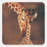Girafe adulte avec le veau (camelopardalis de Gira Autocollants