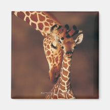 Girafe adulte avec le veau (camelopardalis de Gira Magnets Pour Réfrigérateur