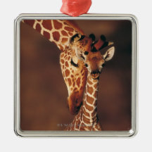 Girafe adulte avec le veau (camelopardalis de Gira Décoration De Noël