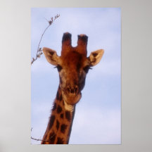 Girafe Affiche