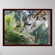 Girafe au déjeuner affiche