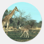 Girafe - avec le petit veau adhésif rond