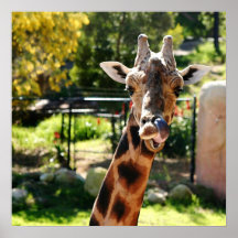Girafe de Baringo Posters