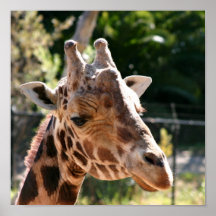 Girafe de Baringo Posters