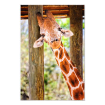 Girafe heureuse photographie d’art