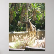 Girafe Affiche