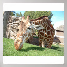 girafe poster