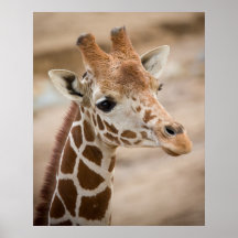 Girafe Posters