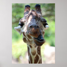 Girafe potable affiche