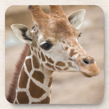 Girafe Sous-bock