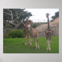 Girafes 006 20"" affiche x16