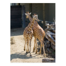 girafes cartes postales