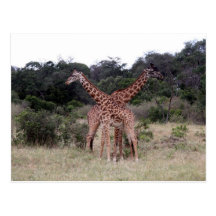 girafes croisées carte postale