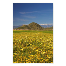 Gisement de fleur de Hemet Photographie