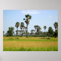 Gisement de riz du Cambodge Posters