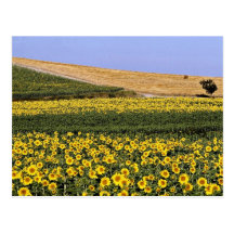 Gisements de tournesol, fleurs de la Toscane, Ital Carte Postale