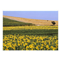 Gisements de tournesol, fleurs de la Toscane, Ital Invitation
