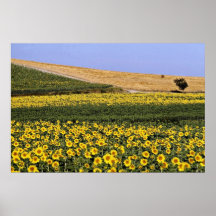 Gisements de tournesol, fleurs de la Toscane, Ital Affiches