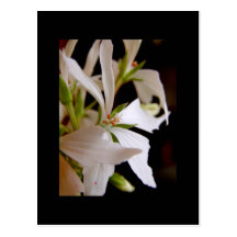 Glitter de Vectis de géranium stellaire ' Carte Postale