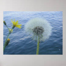 Globe jaune de fleur affiche