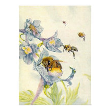Gloire de matin et invitations vides Ann d'abeille