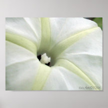 Gloire de matin poster