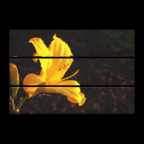 gloire de matin impressions sur toile