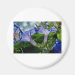Gloire de matin X 2 Magnets