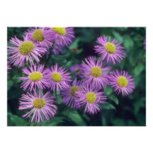 Gloire de Merstham de chaux, fleurs (d'Erigeron) Invitations Personnalisées