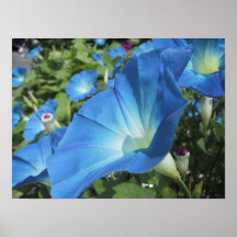 Gloires de matin sur Cape Cod Affiche
