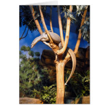 Goanna se reposant dans un vieil arbre de gomme… cartes de vœux