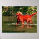 Golden retriever rouge fonctionnant en affiche de 