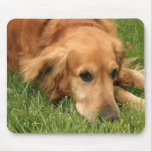 Golden retriever semblant mignon sur l'herbe tapis de souris