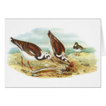 Gould - Turnstone - interpres d'arénaire Carte De Vœux