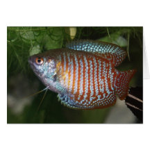 Gourami de laliaDwarf de Colisa - lalia de Colisa Carte