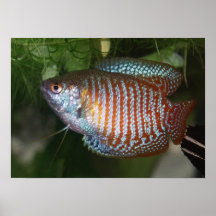 Gourami nain - lalia de Colisa Posters
