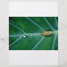 Goutte de pluie sur une feuille verte prospectus