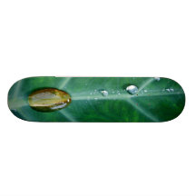 Goutte de pluie sur une feuille verte skateboards