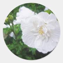 Grâce blanche de la ketmie 2 adhésif
