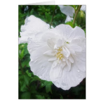 Grâce blanche de la ketmie 2 carte de vœux