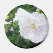 Grâce blanche de la ketmie 2 aimant pour réfrigérateur