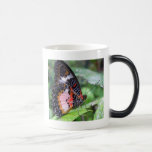 GRÂCE DE PAPILLON tasses
