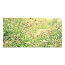 Graminé sauvage cartes de vœux avec photo