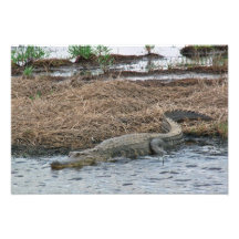 grand élargissement de photo d'alligator