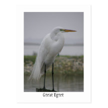 Grand héron carte postale