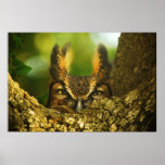 Grand hibou à cornes femelle posters