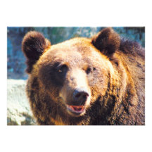 Grand ours de Brown Bristol