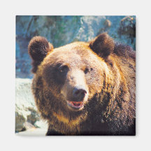 Grand ours de Brown Magnets