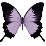 Grand papillon pourpre et noir photo sculpture