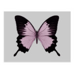 Grand papillon rose et noir - personnalisez cartes postales